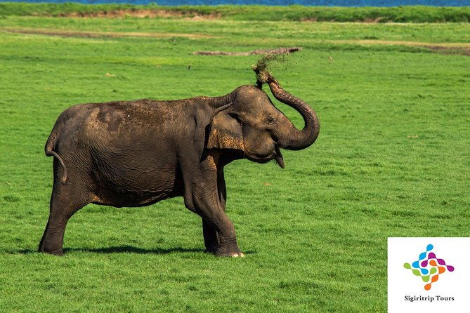 Personal Driver For Your Two Weeks Round Tour In Sri Lanka - Final Thoughts  