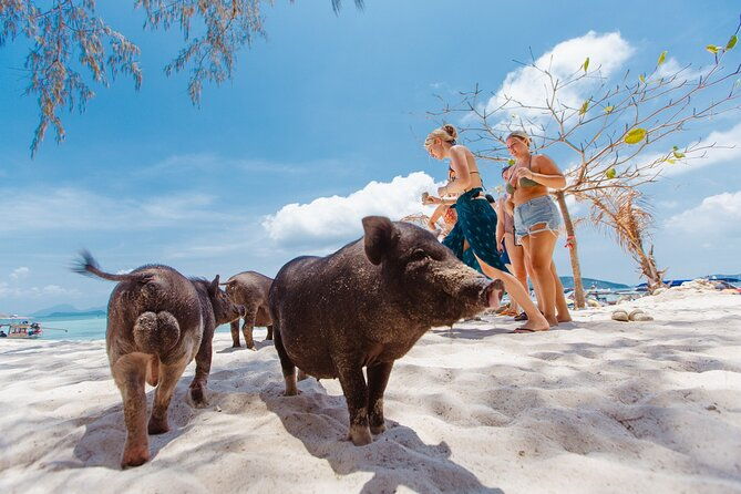Pig Island Private Longtail Boat Trip From Koh Samui - Practical Tips for Travelers