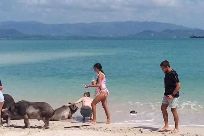 Pig Island Snorkeling & Sightseeing Tour By Speedboat From Koh Samui - Authentic Insights from Reviewers