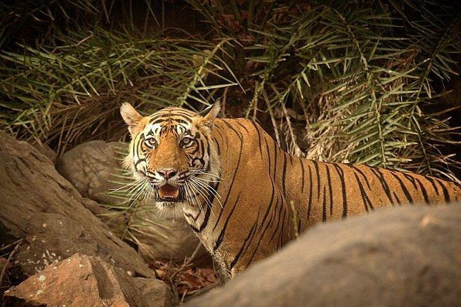 Private 3-Day Ranthambhore Tiger Tour from Agra ending in Jaipur - Practical Details and Value