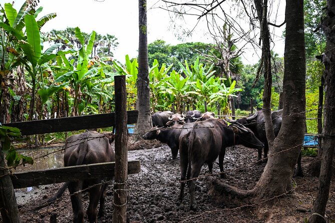 Private Angkor Sunrise Bike Tour Supported By Minivan - Who Will Love This Tour?