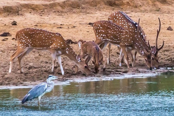 Private Day Trip to Yala National Park from Colombo - FAQ