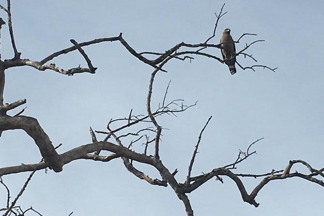 Private Jeep Safari at Minneriya National Park - The Food & Comforts  