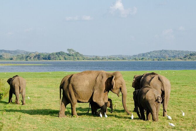 Private Jeep Safari at Minneriya National Park to Visit Elephants - In The Sum Up