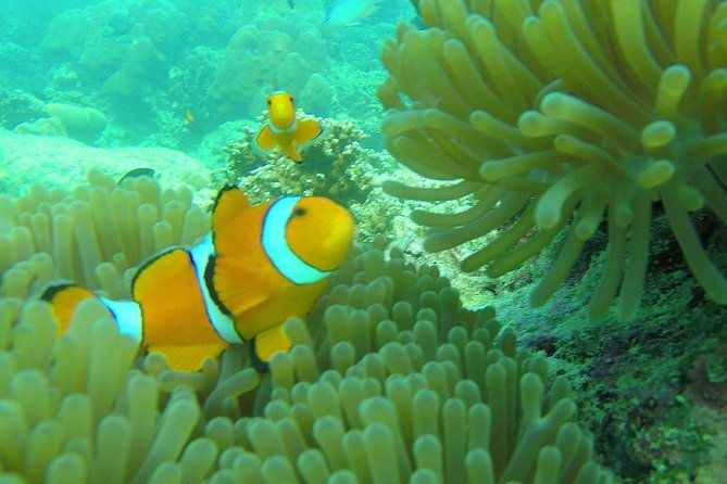 Private Surin Islands Longtail Boat Tour - Final Thoughts: Who Will Love This Tour?