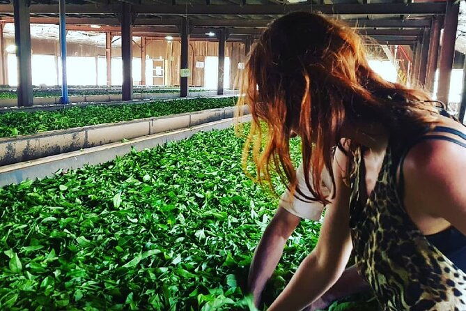Private Tea Tour and Tea Factory - Practical details and considerations