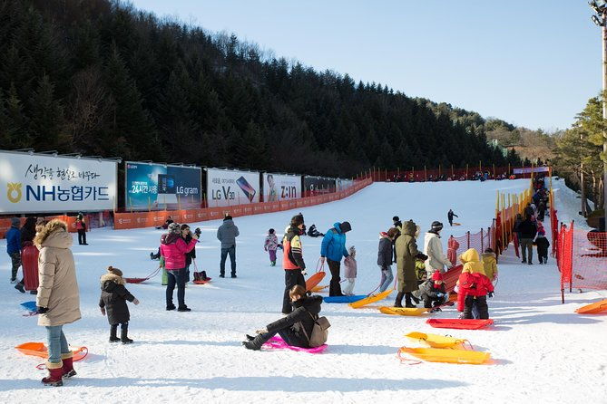 [Private Tour] Nami Island & Snow Viewing and Snow sled (More Members Less Cost) - The Sum Up