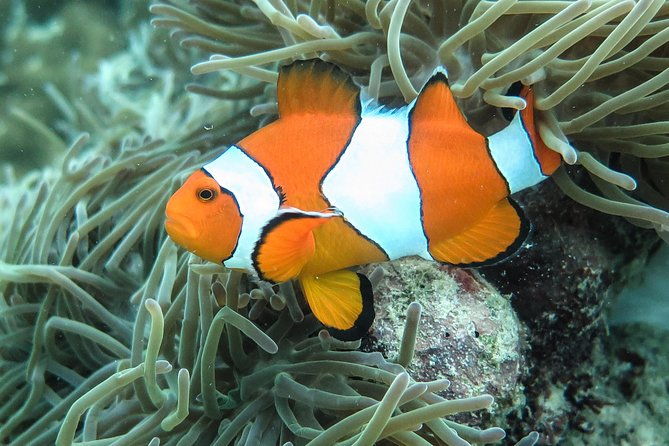 Private Tour to Hong Islands & 4 Islands with Sunset & Night Snorkel - Authentic Insights from Reviews