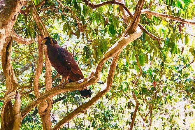 Private Udawalawe Nationalpark Jeep-Safari - FAQs