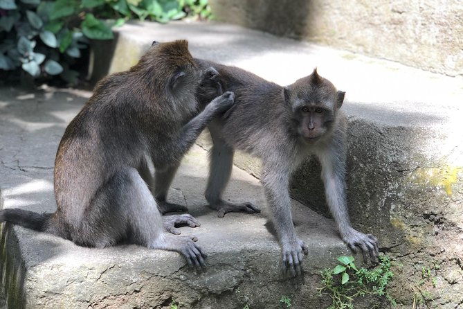 River Rafting Down the Ayung and Sacred Monkey Forest - The Experience and Overall Value
