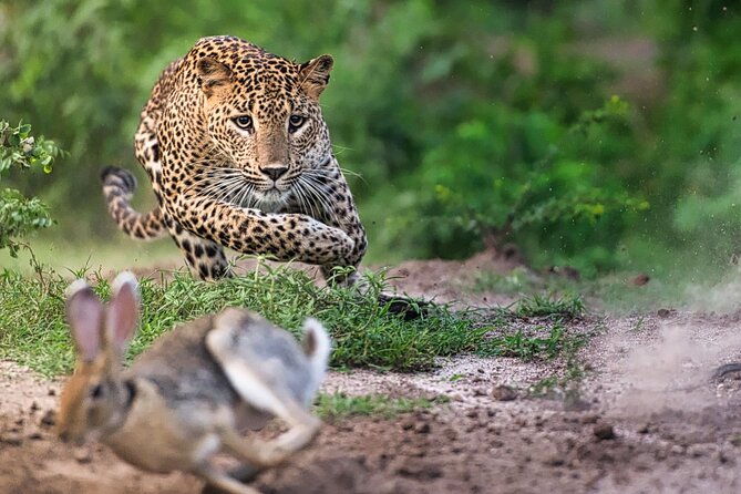 Safari Expedition's in Wild Wonders of Yala - Practical Tips for Travelers