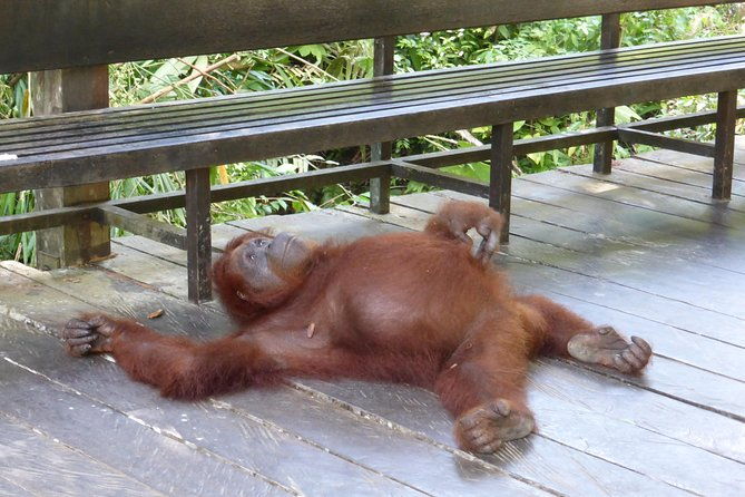 Sarawak Orangutan Semenggoh Wildlife Centre Tour - FAQ