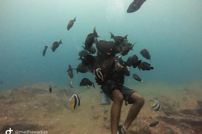 Scuba Diving at Unawatuna - Pricing and Value