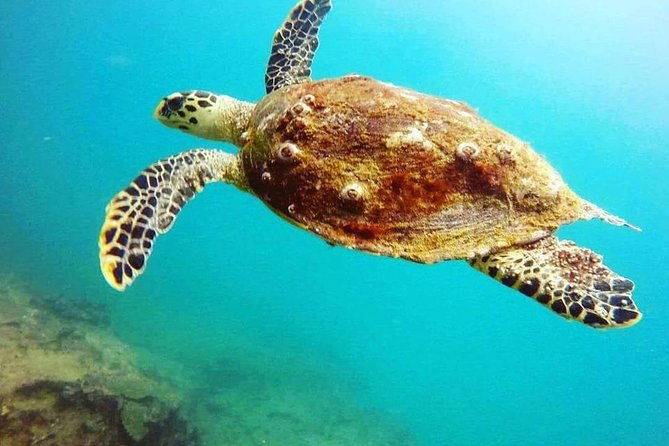 Scuba Diving in Mirissa - Who Is This Tour Best For?