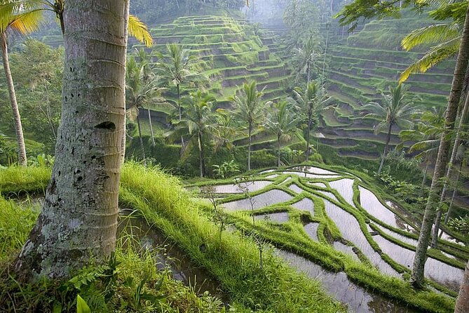 Selogriyo Temple and Trekking Java Rice Terraces, hidden waterfall -Nature Java - Final Thoughts