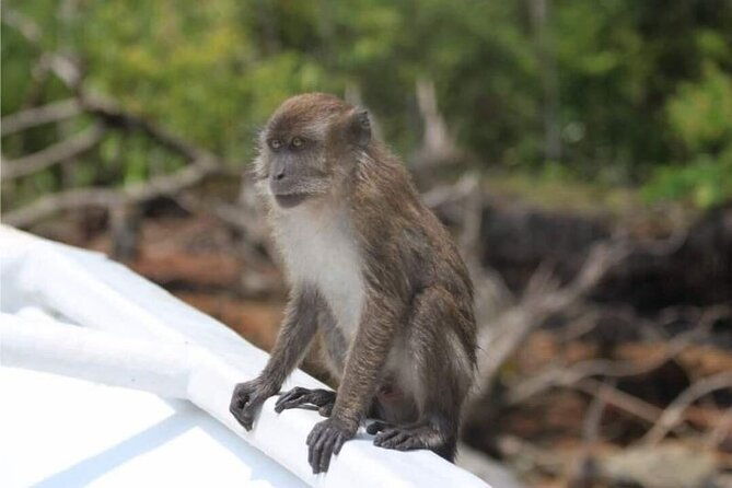 Sharing Half Day Mangrove Boat Tour With Lunch in Langkawi - FAQs