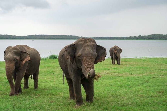 Sigiriya Rock Tour & Minneriya Halfday Safari Tour Sri Lanka - Practical Details & Tips