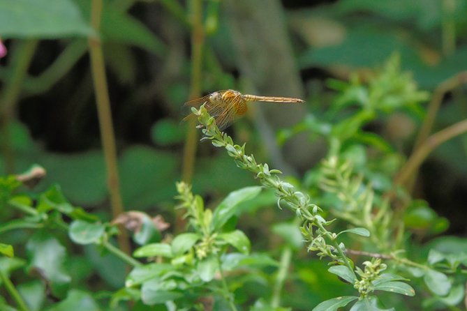 Sinharaja Rain Forest Tours (Full Day) - Final Thoughts