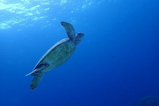 Small Group Cebu City And Uphill Mountain Tour - FAQ