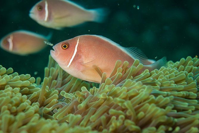 Snorkeling Adventure at Koh Chang  Departing from Koh Chang - What Makes This Tour Stand Out?