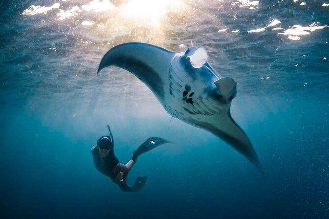 Snorkeling Manta Ray Safari in Nusa Penida - Who Is This Tour Best For?