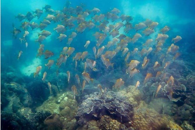 Snorkeling Trip around Koh Kood or Koh Rang Marine Park - Who Is This Tour Best For?