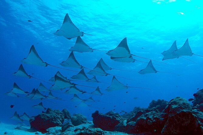 Snorkeling with Manta Rays in Nusa Penida Experience (All-Inclusive) - Final Thoughts