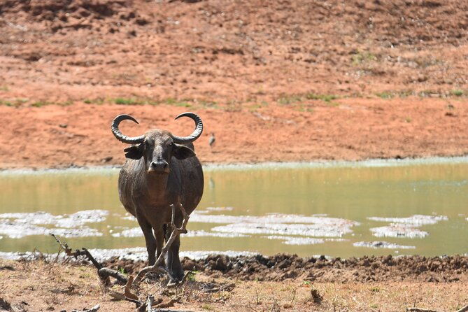 Special Leopard Safari Tour in Yala National Park by Malith & the team - Is This Tour Worth It?