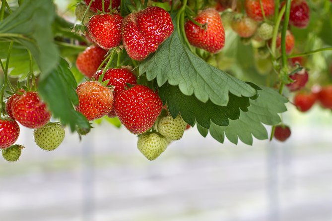 Strawberry & Nami Island & Railbike Trip (+ Opt. Korean Garden) - Who Is This Tour Perfect For?