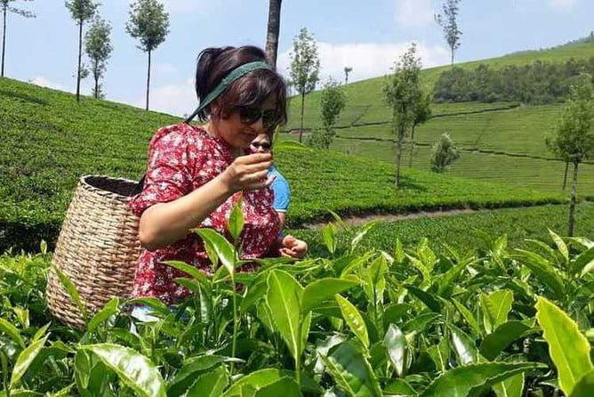 Tea planation walking In Munnar- (by Munnar Info) - The Sum Up