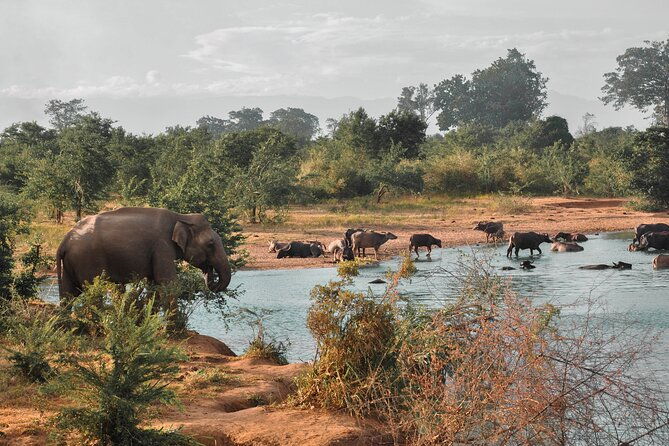 Udawalawe National Park Safari from Weligama - FAQ