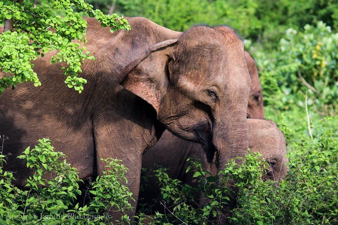 Udawalawe National Park Safari from Yala - The Sum Up