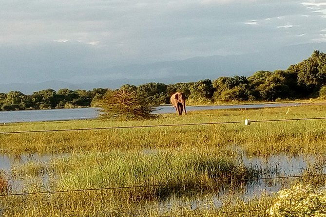Udawalawe Safari - Private & Customize Tour - FAQ