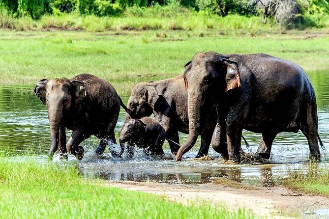 Wasgamuwa National Park Safari - Final Thoughts