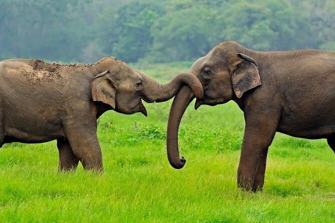 Yala and Udawalawa National Park Safari Tour From Hambantota port - Practical Tips for Booking and Enjoying