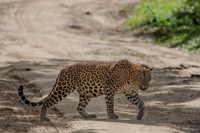 Yala National Park - Full Day Safari (04:30 am - 06:00 pm) - FAQ