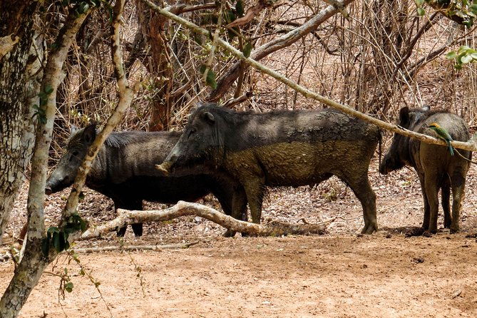 Yala National Park Private Safari - Final Thoughts