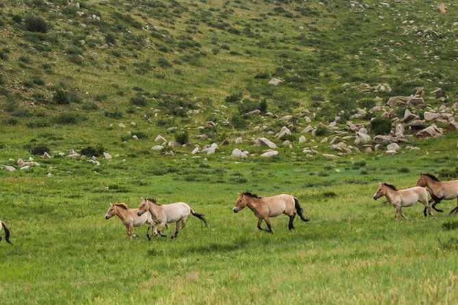 1 Day Semi-Gobi Tour Including Lunch And Free Camel +Bonus Khustai National Park - Frequently Asked Questions