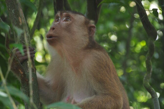 2-Day Jungle Trekking & Rafting in North Sumatra - FAQ
