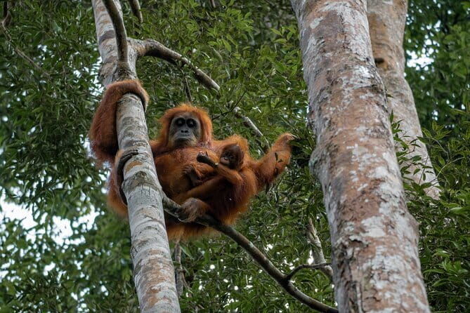 2 Days Ethical Jungle Trek in Sumatra - FAQ Section