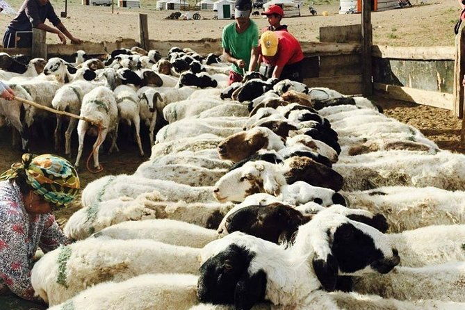 2D,1N Gobi desert and Old city Kharkhorum stay with Nomadic family - Final Summary