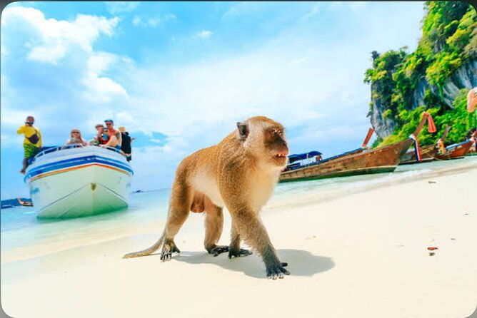 2x Snorkelling Phi Phi, Maiton, Maya Bay, khai islands tour - Final Words  