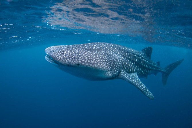 5 Fun Dives in Nusa Lembongan (for certified divers) - Swim with a Mola Mola - The Sum Up