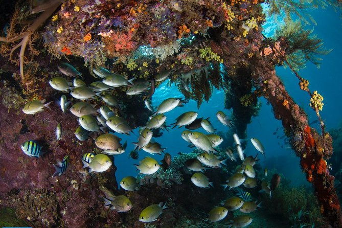5 Fun Dives in Tulamben (for certified divers) - Discover famous diving sites - Who Should Consider This Tour?