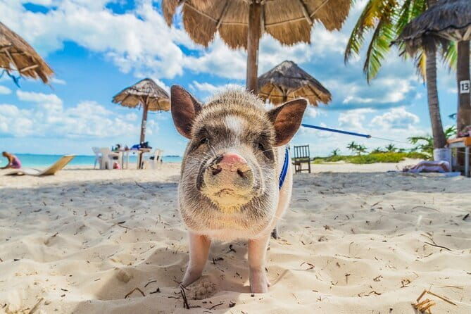 Adventure trip in koh Phangan - Final Thoughts: Is This Tour Worth It?