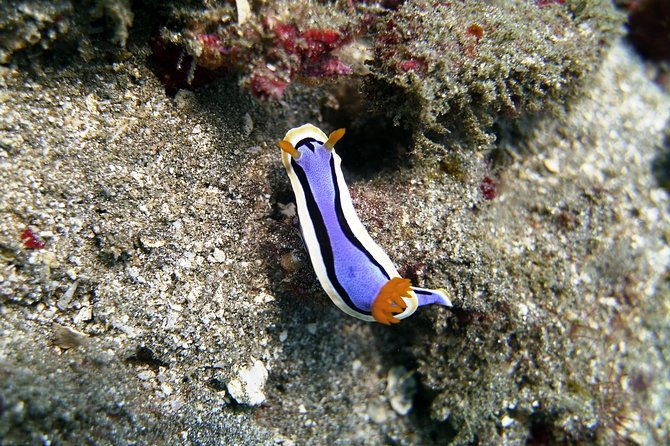 Bali Scuba Diving at Padang Bai for Certified Diver - FAQs