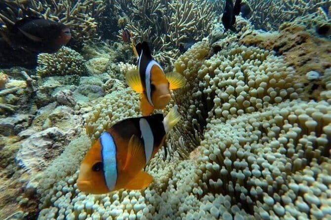 Bali Snorkling Blue Lagoon Beach with Lunch & Private Transport - Is This Tour Right For You?