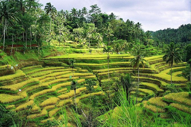 Beauty Of West Bali Tour (Private and All Inclusive) - FAQs
