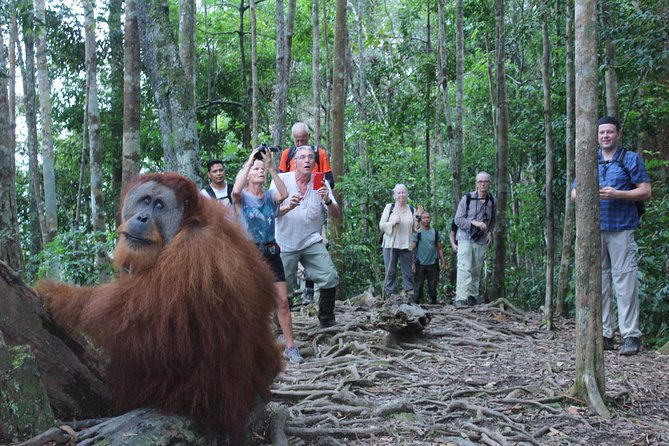 Bukit Lawang Full Day Jungle Trek - FAQ