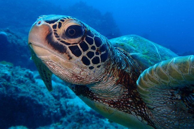 Continue your education with the Advanced Open Water Diver course - 2 days - Who Should Consider This Course?